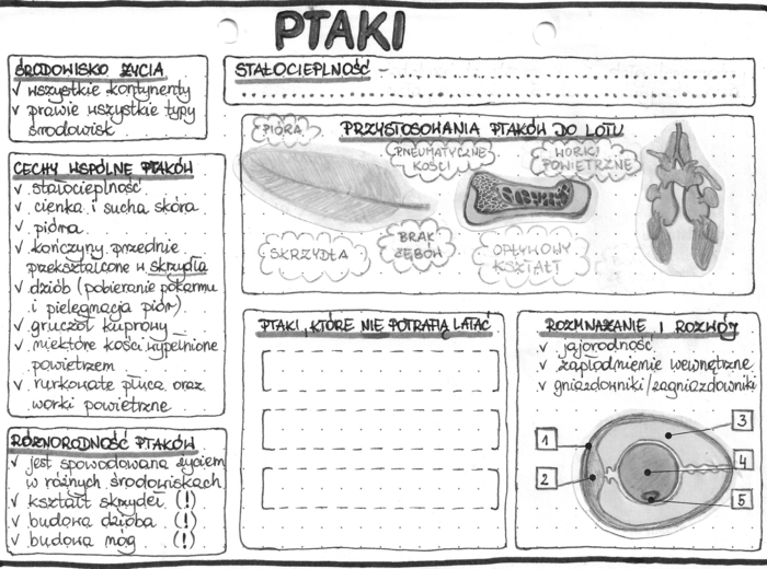 Ptaki - szarość - klasa 6