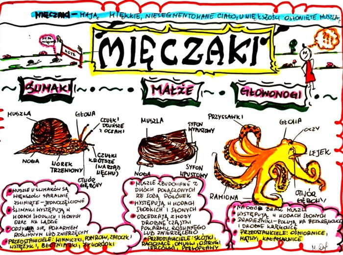 Klasa 6. Biologia. Mięczaki (karta pracy kolorowa)