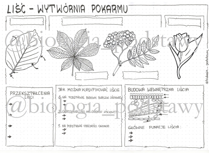 Klasa 5 - Liść - KP