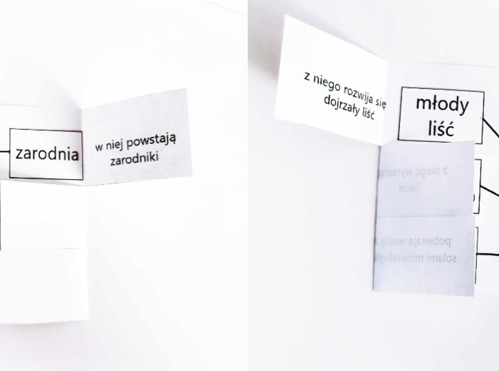 Mchy i paprocie - okienkowa notatka