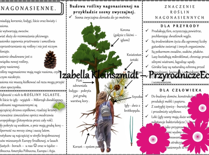 Sketchnotka/książeczka/notatka/wklejka/ściąga dla ucznia i przypomnienie dla nauczyciela/edukacja domowa. Temat „Nagonasienne”. Materiał w pdf. Biologia 5, dział „Różnorodność roślin”. Nowość 2024/2025.