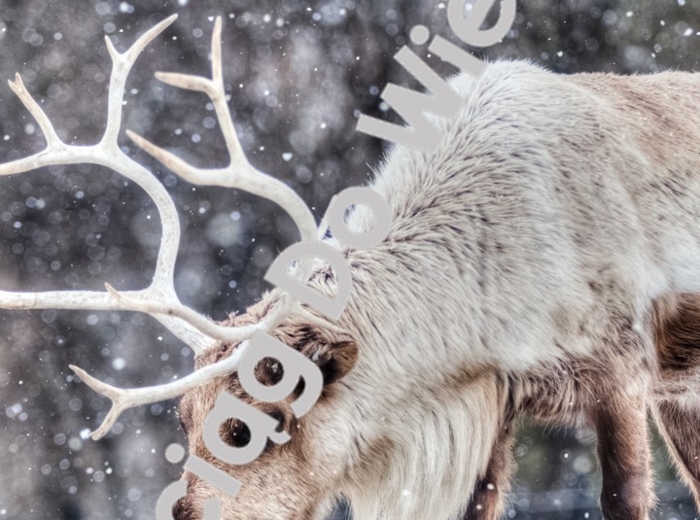 Zima - Wszystko o reniferach