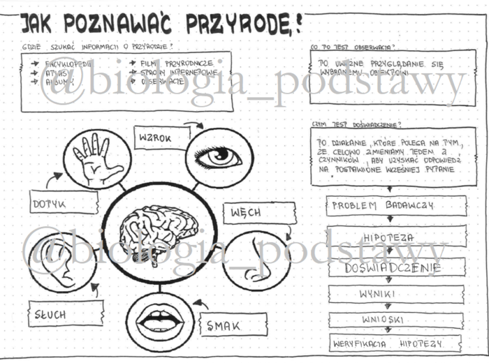 Klasa 4 - Jak poznawać przyrodę - sketchnotka