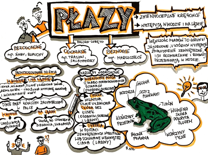 Klasa 6. Biologia. Płazy (karta pracy kolorowa)