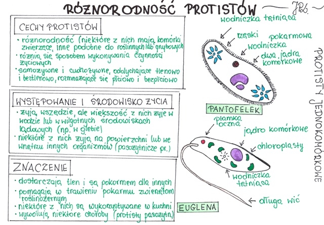 Różnorodność protistów (sketchnotka)