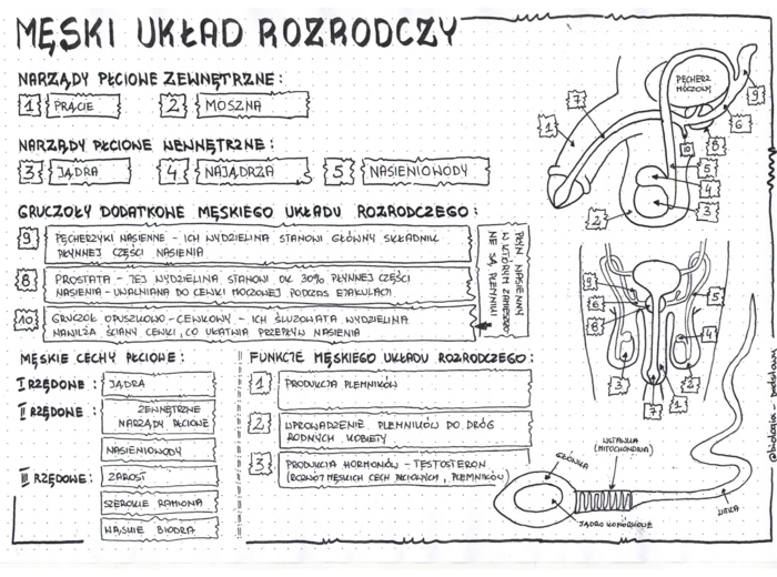 Męski układ rozrodczy - anatomia - klasa 7 - sketchnotka