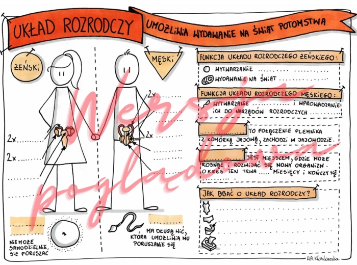 Układ rozrodczy umożliwia wydawanie na świat potomstwa - przyroda kl. 4