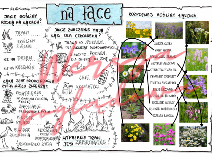 Na łące -przyroda kl. 4 -wypełniona karta pracy/odpowiedzi