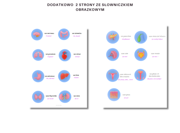 Język Francuski Medyczny, Anatomia, Organy i ich funkcje, Ćwiczenia, Słownictwo, Karty Pracy, Principaux organes du corps humain, Anatomie humaine