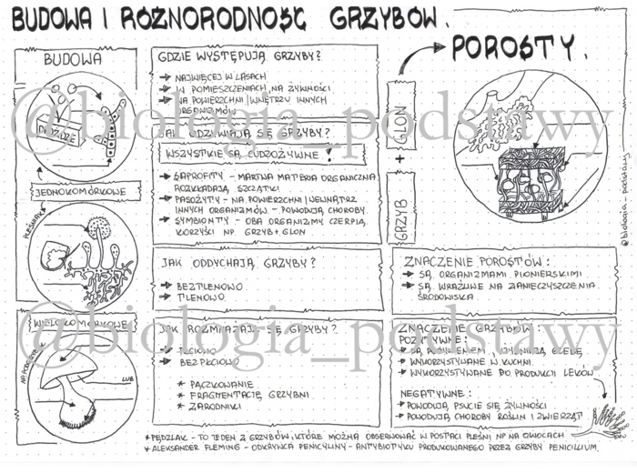 Klasa 5 - Grzyby i Porosty - sketchnotka
