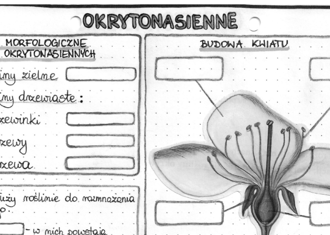 Rośliny okrytonasienne - szarość - klasa 5