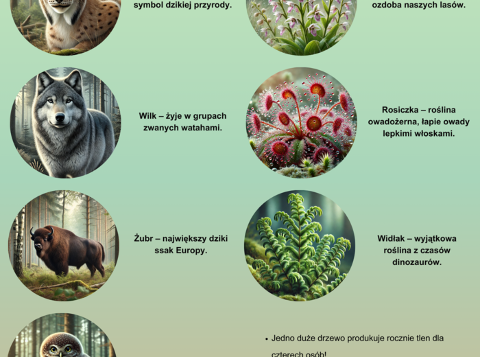 Plakaty ilustrujące różne ekosystemy. Las, morze, łąka. Gatunki chronione.