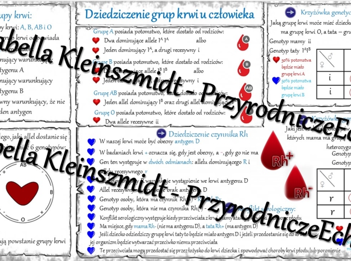 Sketchnotka - notatka „Dziedziczenie grupy krwi” w pdf. Biologia 8; „GENETYKA”