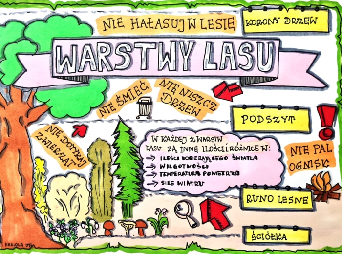 Warstwy lasu. Kolorowa sketchnotka . Klasa 4
