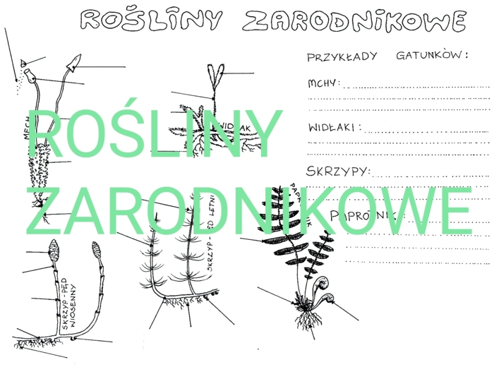 Rośliny zarodnikowe - budowa i przyklady