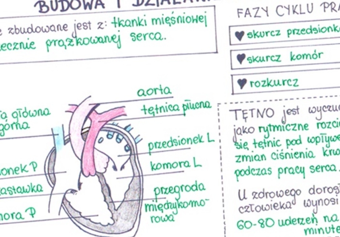 Budowa i działanie serca (sketchnotka)