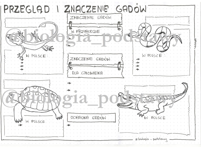 Klasa 6 - Gady - przegląd i znaczenie - KP