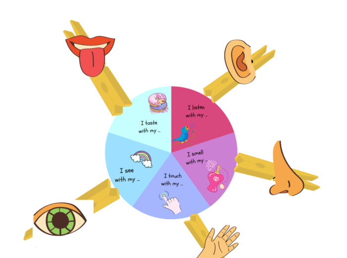 My body set - zestaw do nauki części ciała, organów oraz 5 zmysłów, CLIL