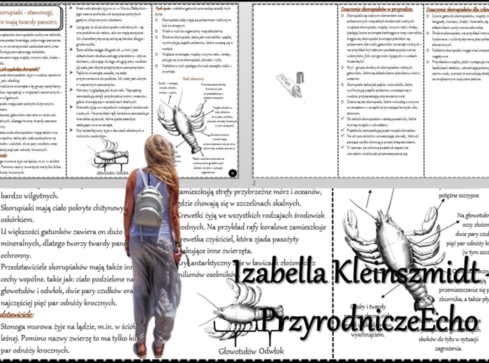 Książeczka/sketchnotka/notatka/wklejka/streszczenie dla ucznia i przypomnienie dla nauczyciela/edukacja domowa/materiał w pigułce. Temat „Skorupiaki - stawonogi, które mają twardy pancerz ” w pdf. Biologia 6, dział „Stawonogi i mięczaki”. Nowość 2024/202