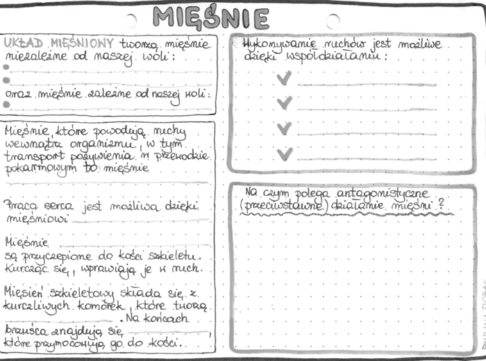 Układ mięśniowy - klasa 7 - szarość