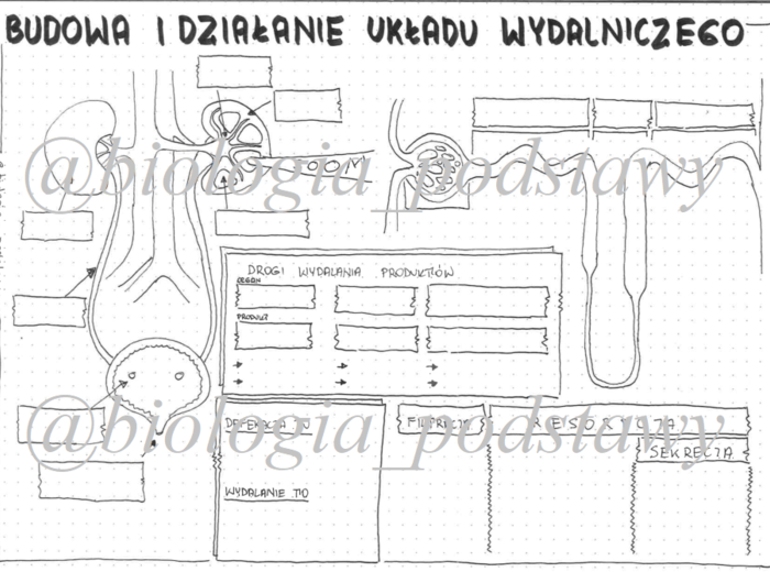 Klasa 7 - Działanie i budowa układu wydalniczego - sketchnotka