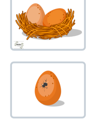 Historyjka obrazkowa - Wyklucie kurczaka