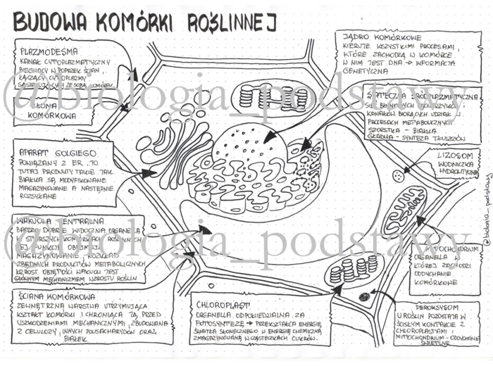 Klasa 5 - Budowa komórki roślinnej - uzupełniona sketchnotka