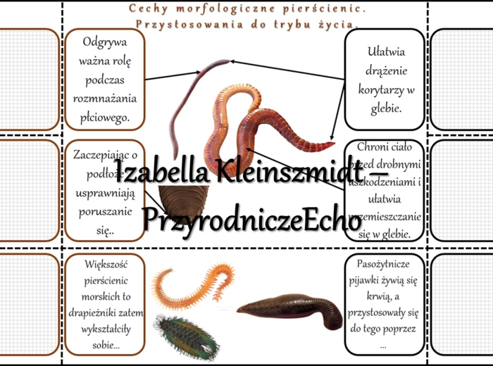 Notatka okienkowa/stacja zadaniowe/notatka interaktywna/notatka graficzna/karta pracy/sketchnotka „Pierścienice”, „Pierścienice-zwierzęta, które mają segmentowane ciało” w pdf. Biologia 5 , dział „Od parzydełkowców do pierścienic”. Materiał wykonany na p