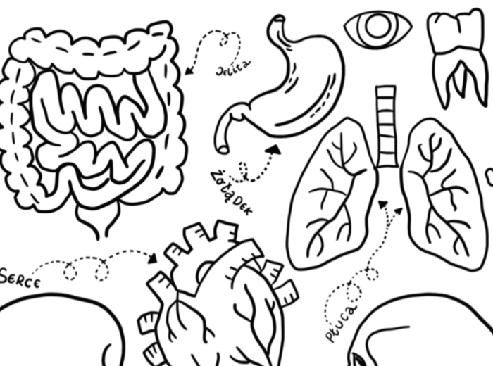 Moje ciało - kolorowanka a4