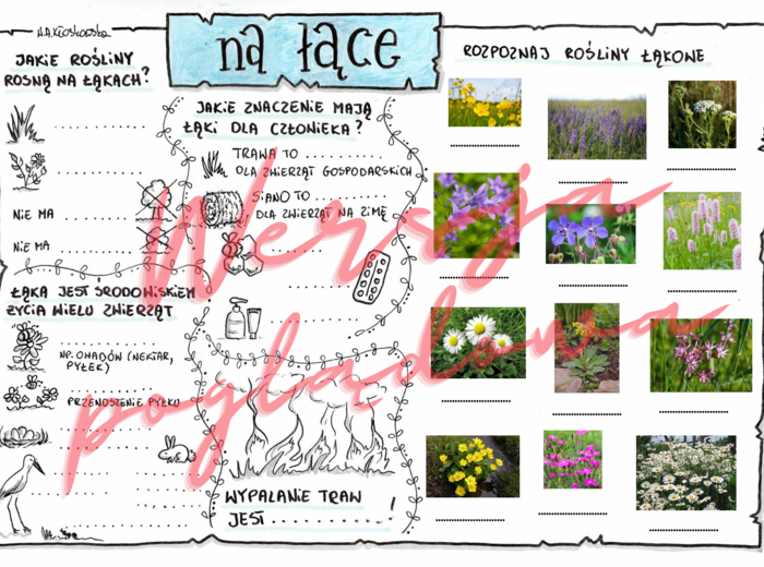 Na łące -przyroda kl. 4
