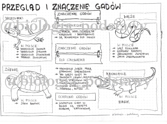 Klasa 6 - Gady - przegląd i znaczenie - sketchnotka