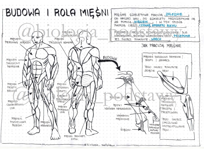 Klasa 7 Budowa i rola mięśni - sketchnotka