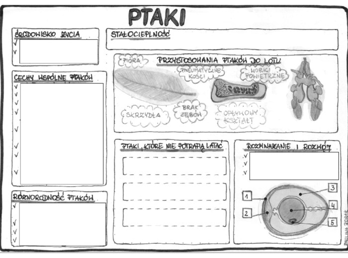 Ptaki (karta pracy) - klasa 6