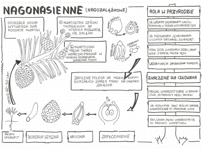 Nagonasienne - klasa 5 - sketchnotka