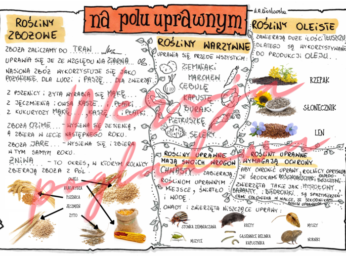 Na polu uprawnym - przyroda kl. 4 - wypełniona karta pracy