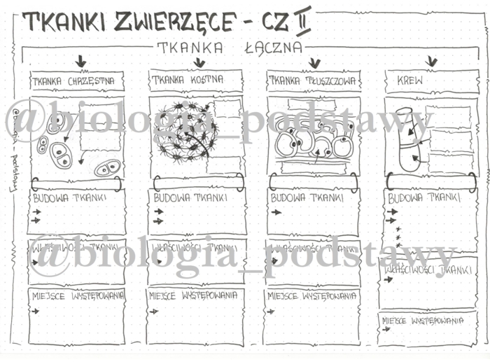 Klasa 6 - Tkanka łączna - karta pracy