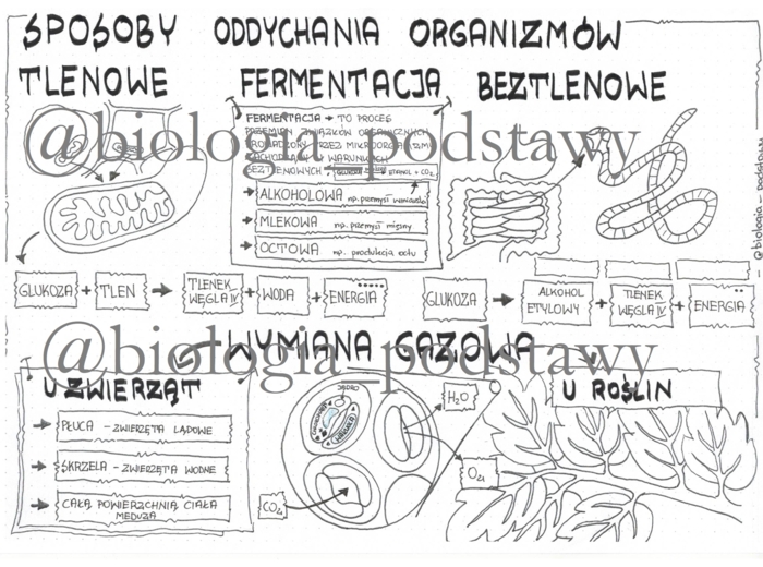 Klasa 5 - Sposoby oddychania organizmów - sketchnotka