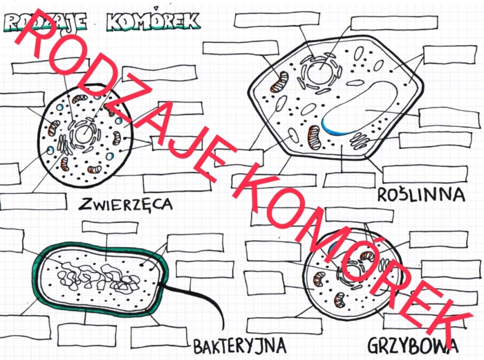 Rodzaje komórek - budowa