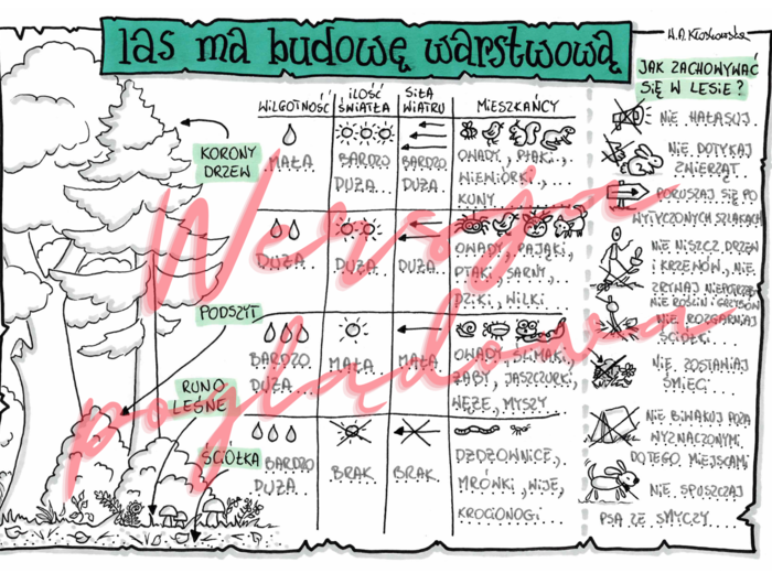 Las ma budowę warstwową - przyroda kl. 4 - wypełniona karta pracy