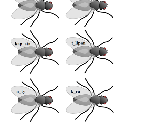 Ortograficzne polowanie na muchy – gra ortograficzna