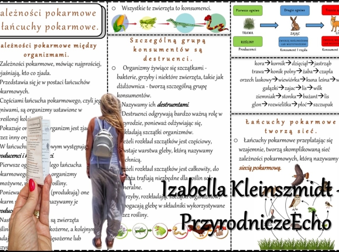 Książeczka/sketchnotka/notatka/wklejka/streszczenie dla ucznia i przypomnienie dla nauczyciela/edukacja domowa/materiał w pigułce. Temat „Zależności pokarmowe – łańcuchy pokarmowe” w pdf. Przyroda 4, dział „Poznajemy świat organizmów”. Nowość 2024/2025.