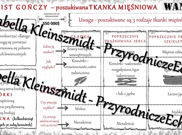 Sketchnotka - notatka „Tkanka mięśniowa” wykonana w power point do edycji. Biologia 6; „Świat zwierząt”