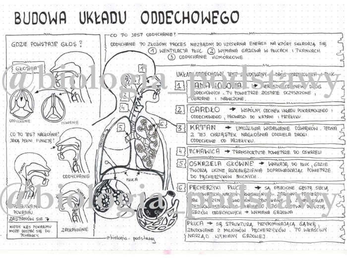 Klasa 7 - Budowa układu oddechowego - sketchnotka