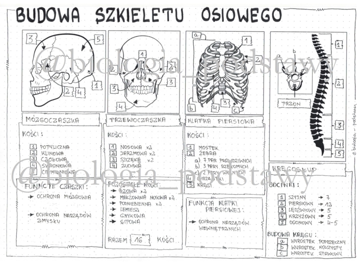 Klasa 7 - Budowa szkieletu osiowego - sketchnotka