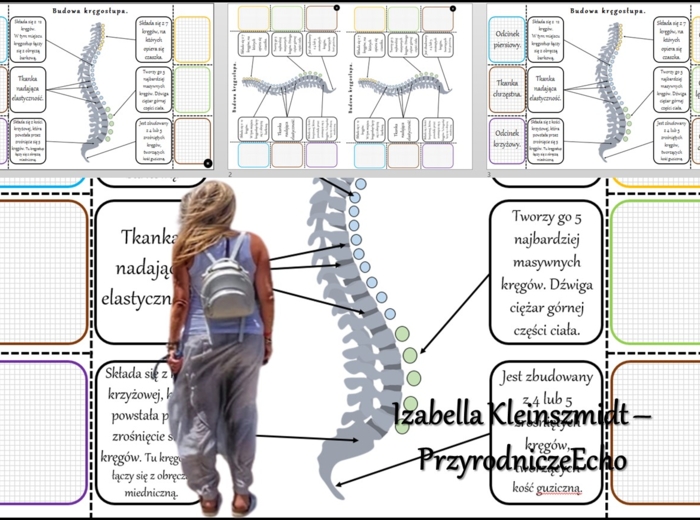 Notatka okienkowa/stacja zadaniowe/notatka interaktywna/notatka graficzna/karta pracy/sketchnotka „Budowa kręgosłupa”, „Kręgosłup” w pdf. „Budowa szkieletu osiowego”. Biologia 7, dział „Aparat ruchu”. Materiał wykonany na podstawie podręcznika z wydawnic
