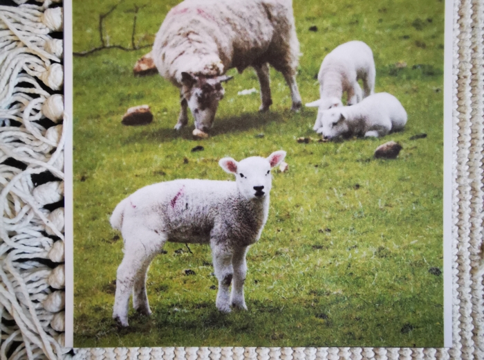 Zwierzęta - porównania - MDJO - bajki - karty montessori
