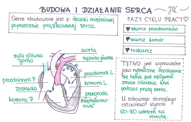 Budowa i działanie serca (sketchnotka)