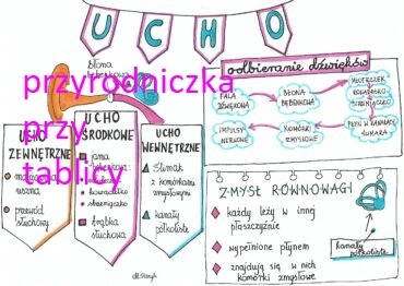 Klasa 7. Biologia. Ucho