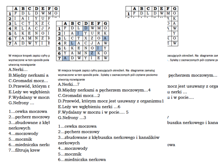 Biologiczna kodowanka dla klasy 7 na podsumowanie lekcji o budowie i działaniu układu wydalniczego