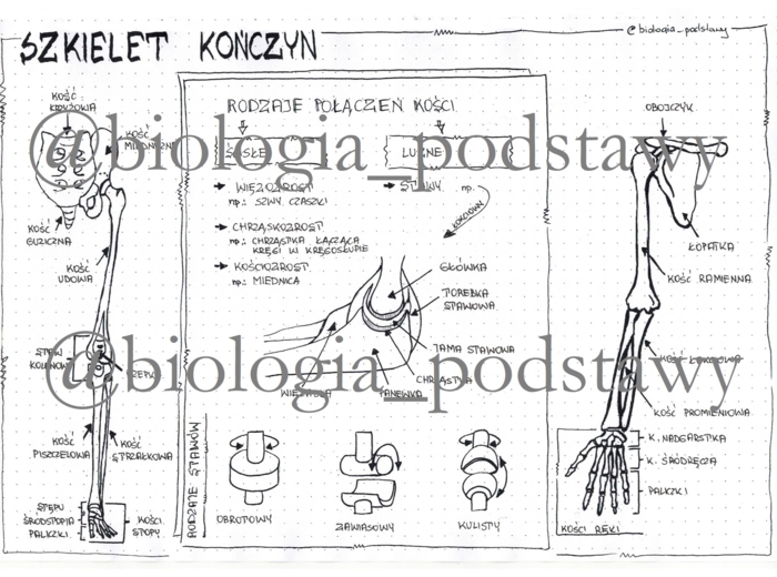 Klasa 7 - Szkielet kończyn i ich obręczy - sketchnotka